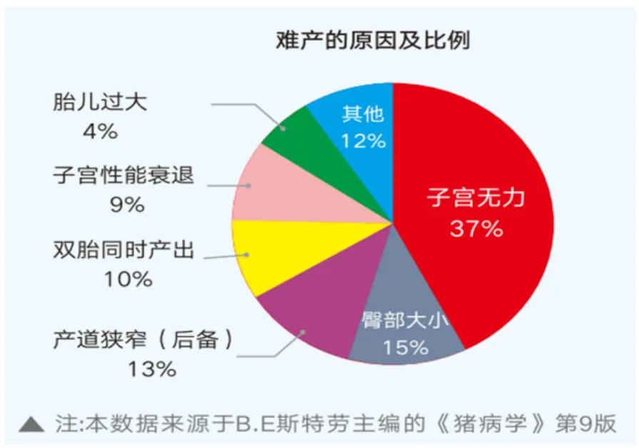 母猪难产的原因