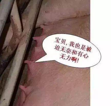 母猪乳房红肿发烫