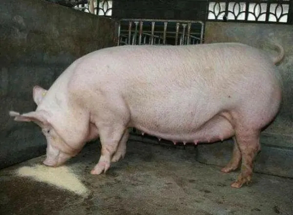 2024年05月21日全国各省市种猪价格报价表，机构：4月能繁母猪存栏环比增加