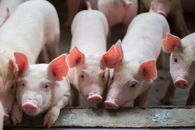 2024年05月23日全国各省市20公斤仔猪价格行情报价，猪价“起飞”，仔猪价格怎么涨不动了？