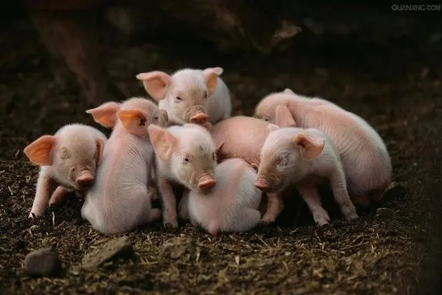2024年05月24日全国各省市20公斤仔猪价格行情报价，4月规模猪场出售仔猪数量环比增加3.8%，释放什么信号？