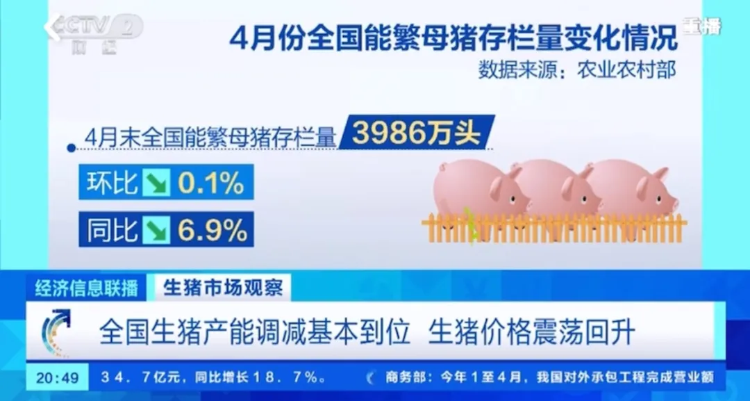 利好！2024年4月末全国能繁母猪存栏量3986万头，环比下降0.1%！