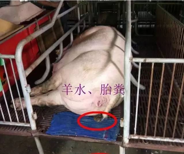 母猪产程长导致难产、死胎，什么原因？