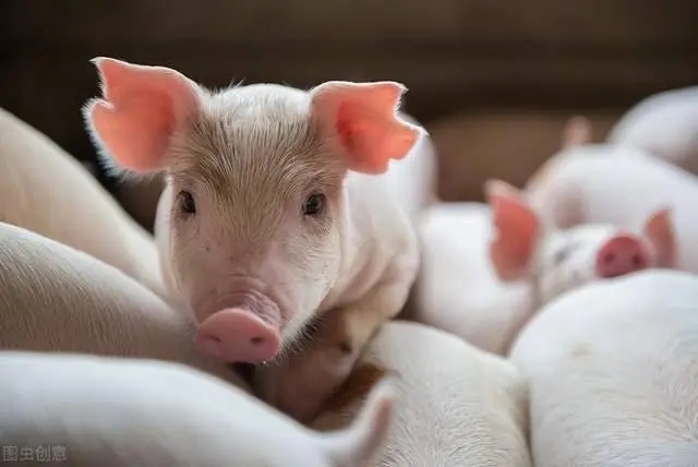 2024年05月27日全国各省市15公斤仔猪价格行情报价，均价下跌0.56元/公斤，仔猪价格会一跌不起吗？