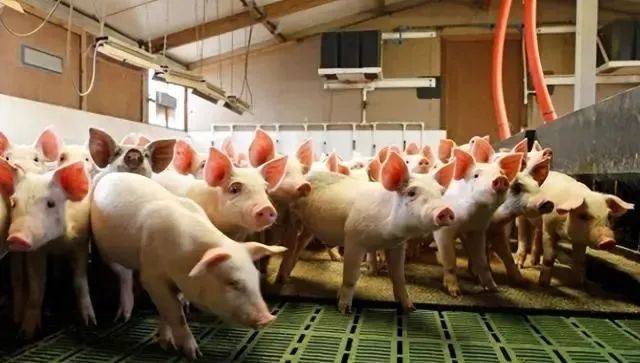 外资中国养猪，10年近半退出，是为啥？专家：本土化是关键