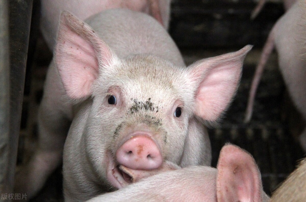 2024年05月29日全国各省市15公斤仔猪价格行情报价，仔猪均价上涨1.64元/公斤，上涨逻辑是啥？