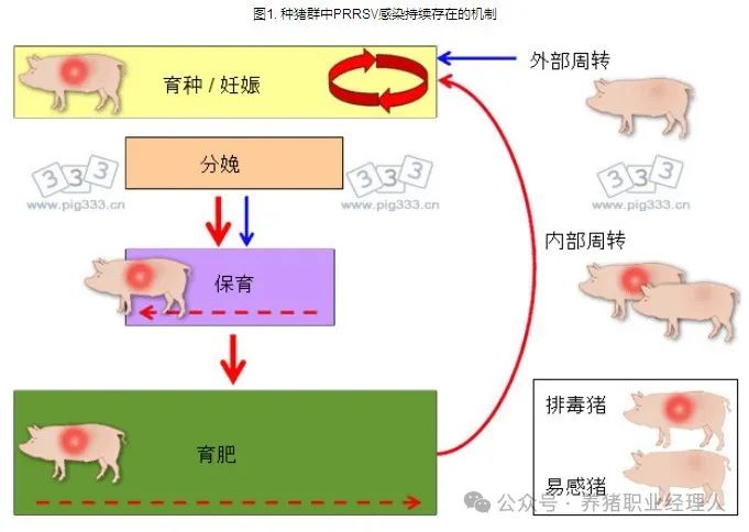 种猪群中PRRSV感染持续存在的机制