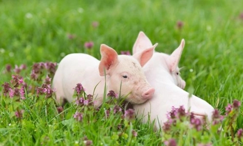 2024年05月30日全国各省市20公斤仔猪价格行情报价，猪价持续上涨，仔猪育肥也跟随猪价实现了盈利提升！