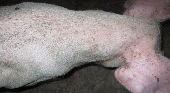 猪感染了附红体，并不是不可治疗！怎么治？