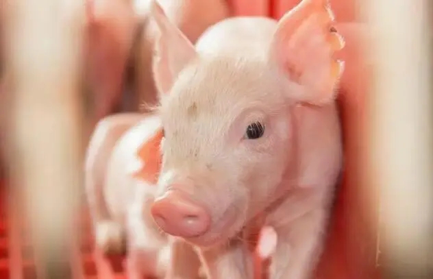 2024年06月02日全国各省市20公斤仔猪价格行情报价，猪价继续上涨的话，仔猪价格可能还要涨？