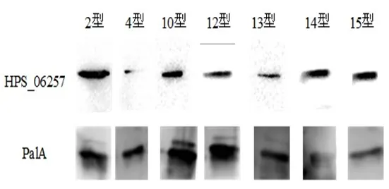 Western Bloting检测06257和palA在副猪嗜血杆菌不同血清型菌株中的分布
