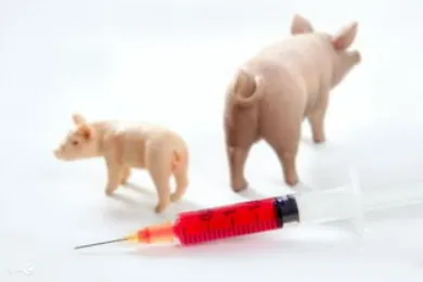 生猪打针