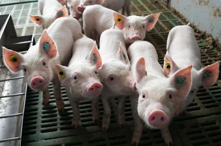 为什么规模猪场选择做种猪自繁育？做后备自繁育有哪些优势？