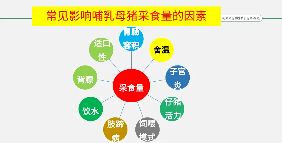 影响哺乳母猪采食量因素