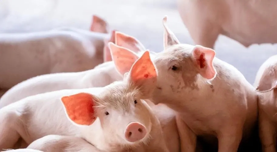 2024年06月17日全国各省市20公斤仔猪价格行情报价，仔猪价格已经较高，后市或难持续上涨？