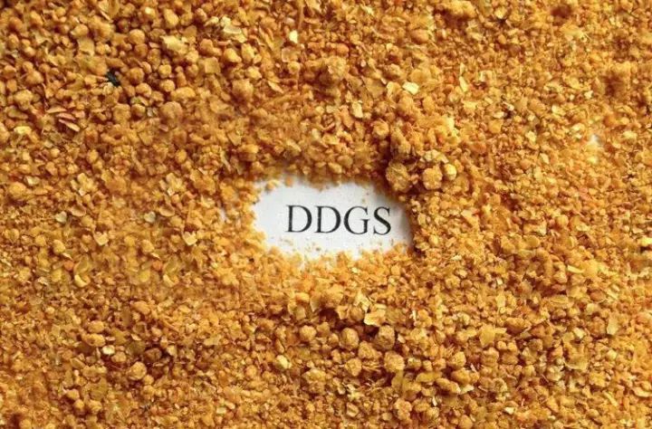 使用DDGS配制日粮需要注意啥？猪料中DDGS最多可添加多少？