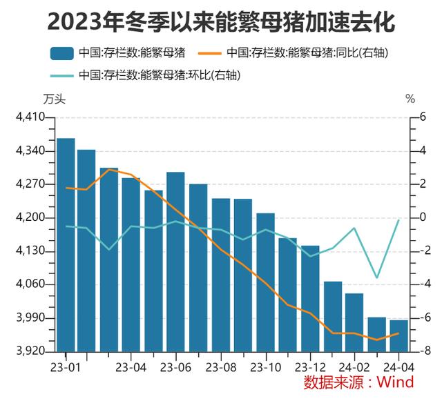 能繁母猪加速去化