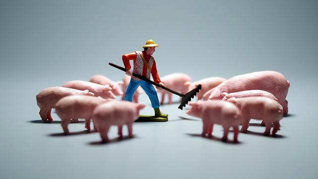 猪价“破位”下跌，月底市场仍存上涨的契机？