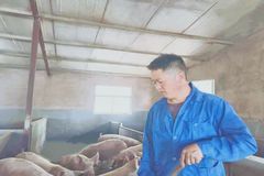 养猪很难？选对人，做对事，养猪就是聚宝盆