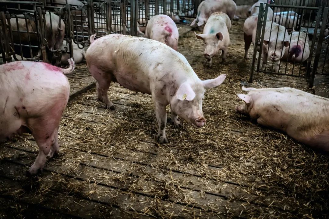 丹麦养猪产业又出新政：到2030年碳排放量减少70%，养殖业为重点减排对象