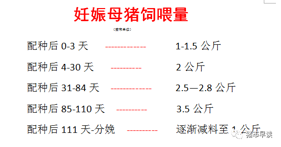 妊娠母猪饲喂量