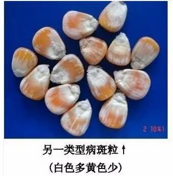 饲料厂是如何把控玉米原料的？学起来！