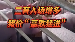 6月30日生猪价格：受阶段性二育入场增多，猪价呈现“高歌猛进”的走势，这波涨势又能维持多久？