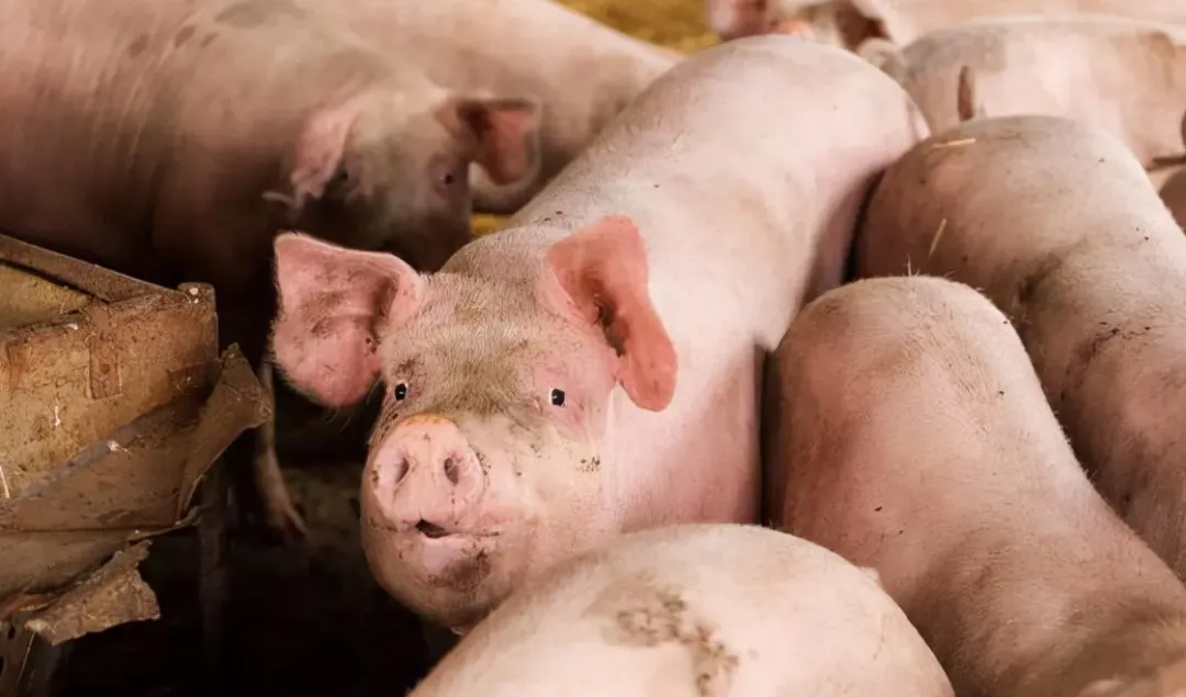农业农村部：继续推动《方案》落地见效，加强对大型猪企经营风险的监测预警……