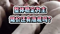 7月7日生猪价格：整体稳定为主，终端需求也较为清淡，预计短期猪价支撑力度较小！