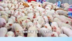 秀博基因李家连：养猪业乌卡时代下，如何实现稳健发展？
