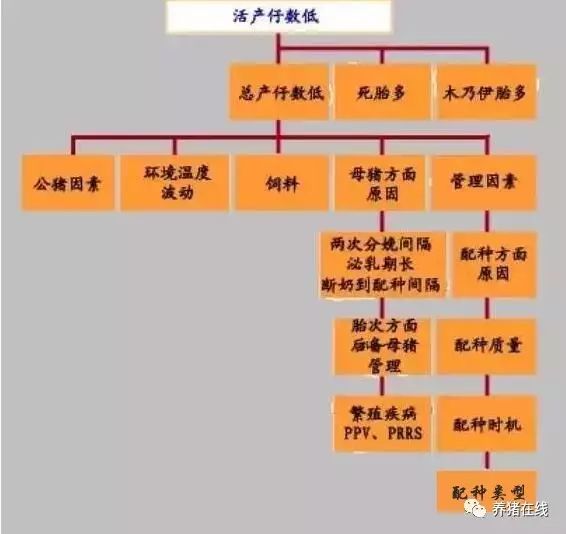 影响活产仔数的因素