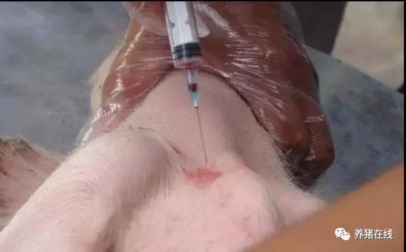 2分钟学会猪的前腔静脉抽血，实用！