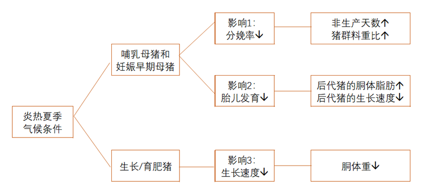 夏季气候条件对生猪生产的三个主要影响