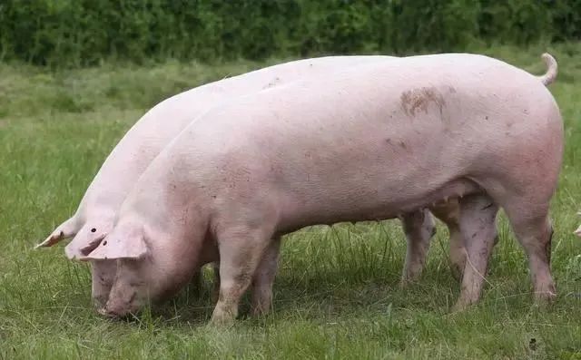 新手养殖，如何饲养好后备母猪？如何鉴别母猪发情？