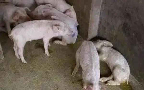 养殖路上的7个“绊脚石”，要注意避免！