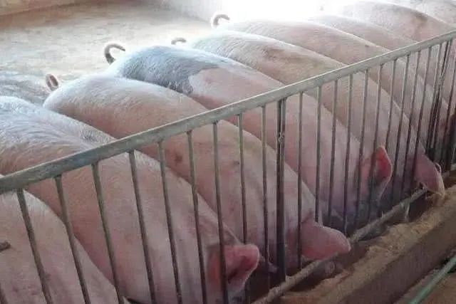 猪突然死亡、母猪流产是怎么回事？千万别忽视应激带来的危害