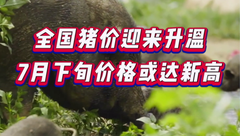 7月13日生猪价格迎来升温，7月下旬价格或达新高？