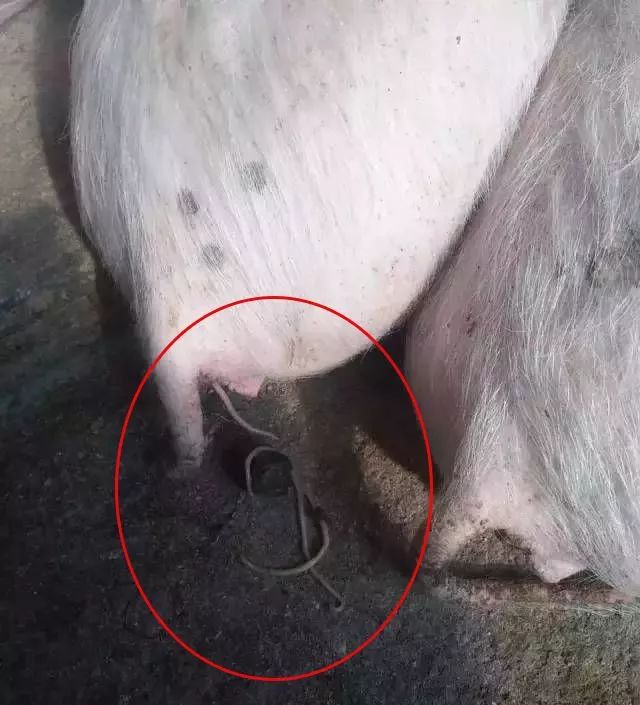 猪场驱虫
