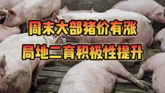 7月14日生猪价格：周末消费偏强，大部分区域猪价有涨，高价区冲击10元关口！