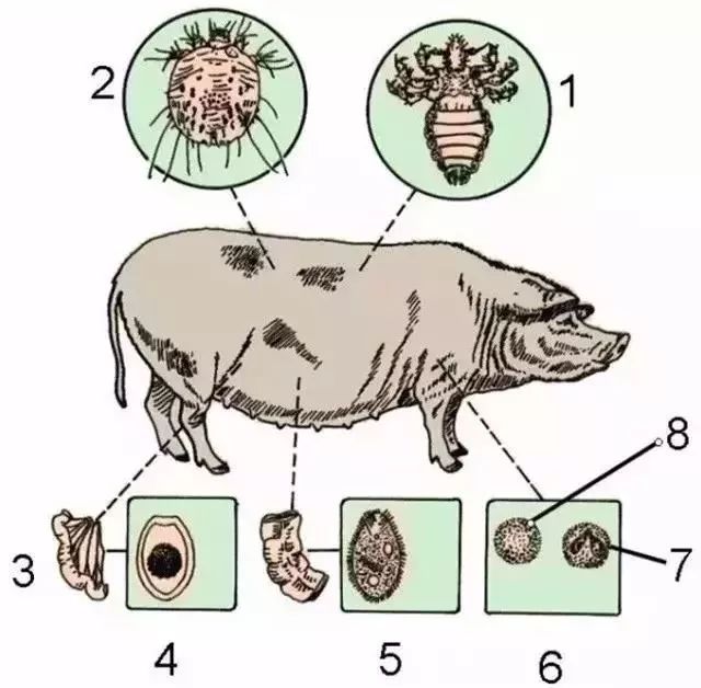 寄生虫