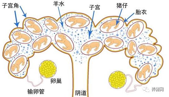 母猪子宫示意图