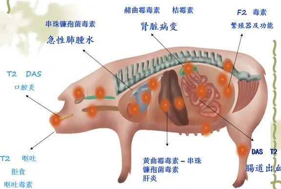 各种霉菌毒素对猪各个器官的损伤