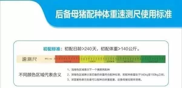 后备母猪配种体重速测尺