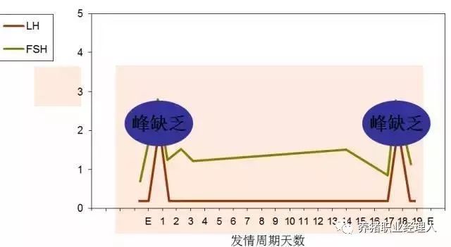 后备猪缺乏FSH、LH峰，不表现发情