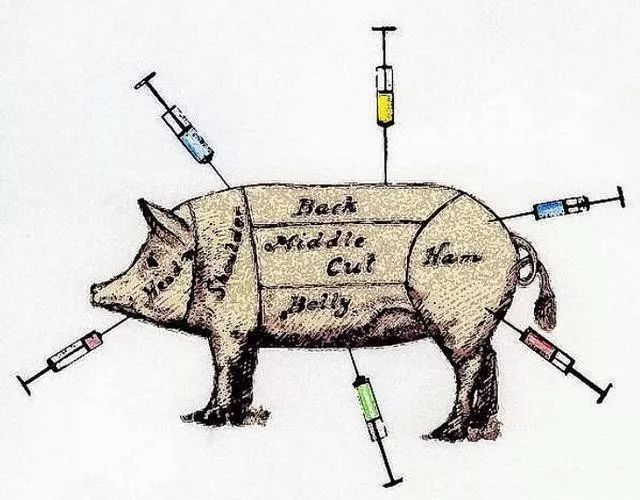 给猪打针哪种打针方式更好？不同给药方式的优缺点介绍