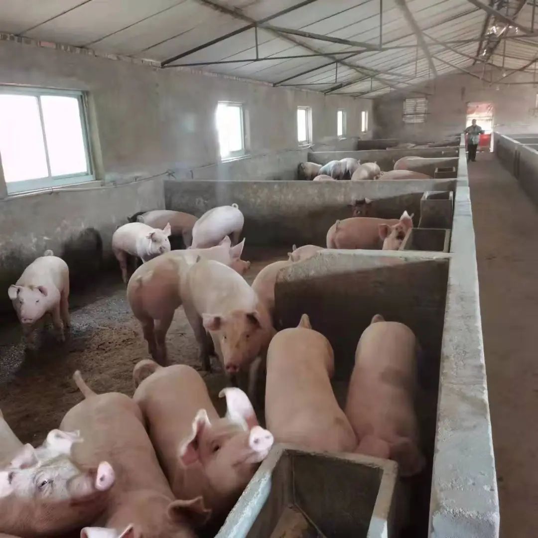 怎样做好猪场生物安全日常防控？