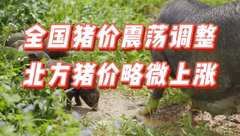7月20日生猪价格：全国猪价继续震荡调整，北方略微上涨