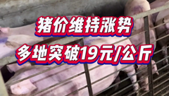 7月21日生猪价格小幅上涨！养殖端认卖情绪低，新一轮上涨潮或启动？