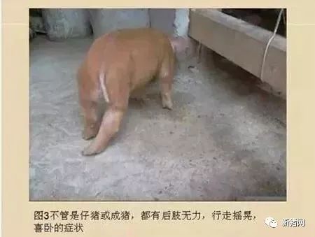 猪弓形体病