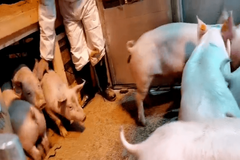我国生猪种源供给现状究竟如何？一起探秘国产“猪芯片”铸造之路